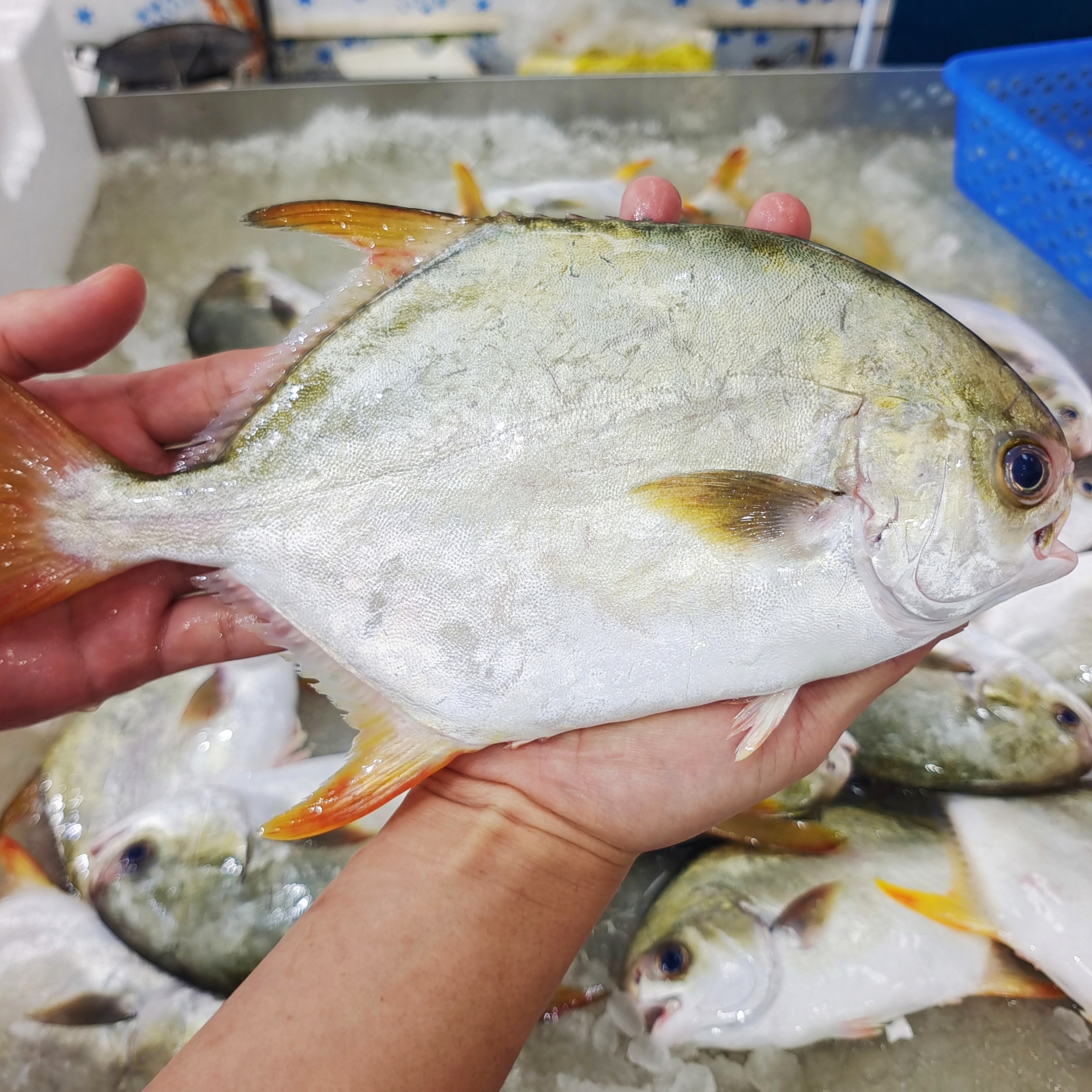 【马鲛仔海产】新鲜金鲳鱼 5条 300-350g/条 速冻 顺丰包邮 博贺港