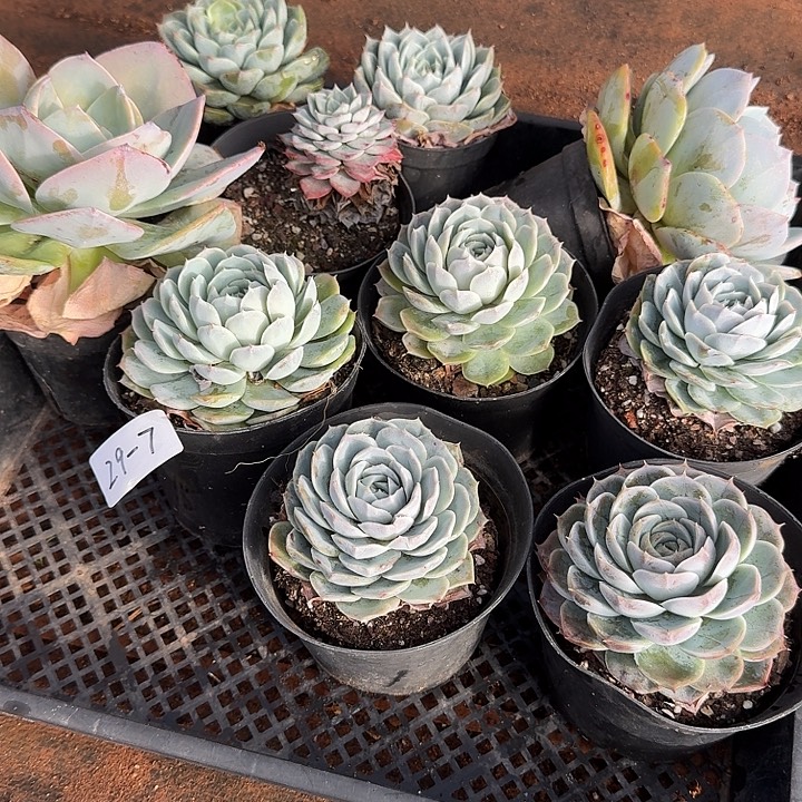 29-7多肉十棵量拍发货