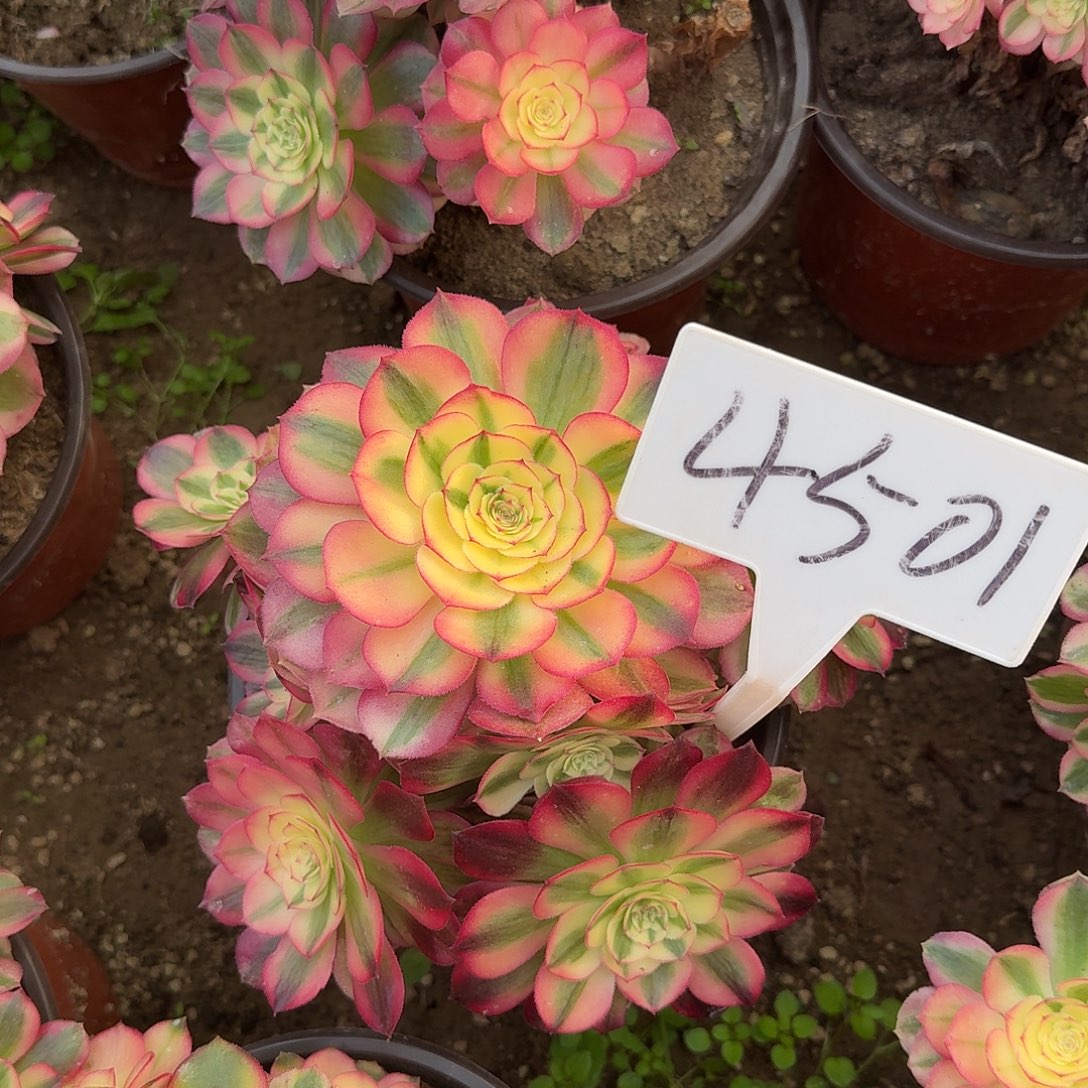 4501倾城多肉法师多肉