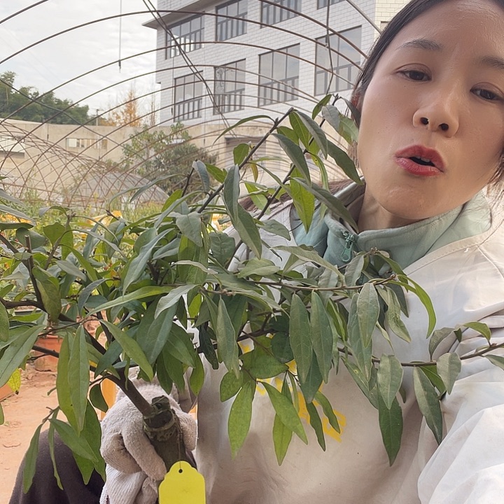 用***哥无花朵金88888666555