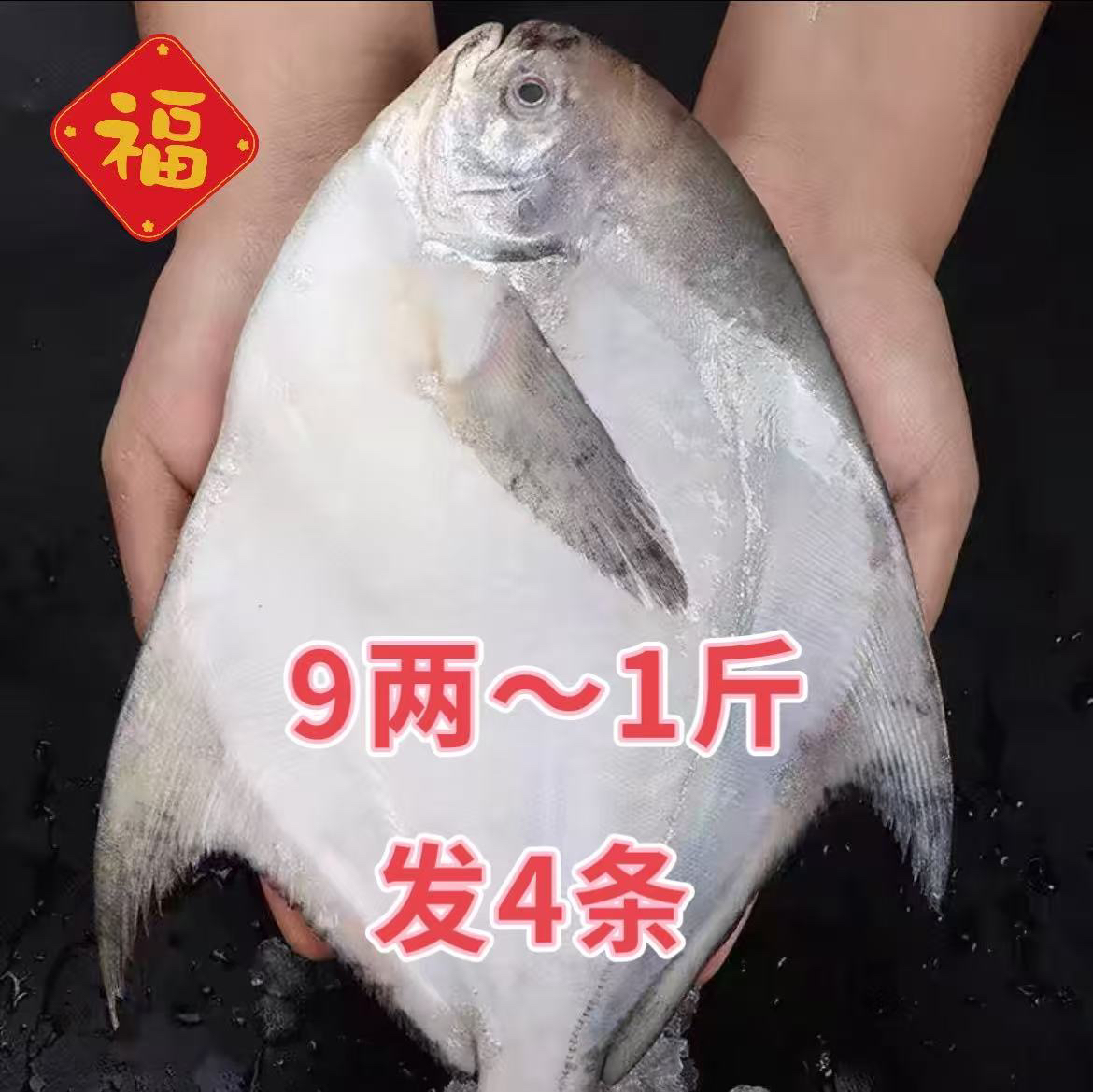 新鲜银鲳鱼 特大鲳鱼9两~1斤左右 液氮锁鲜发货