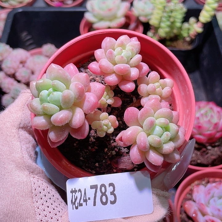 花利美24-783洛可可