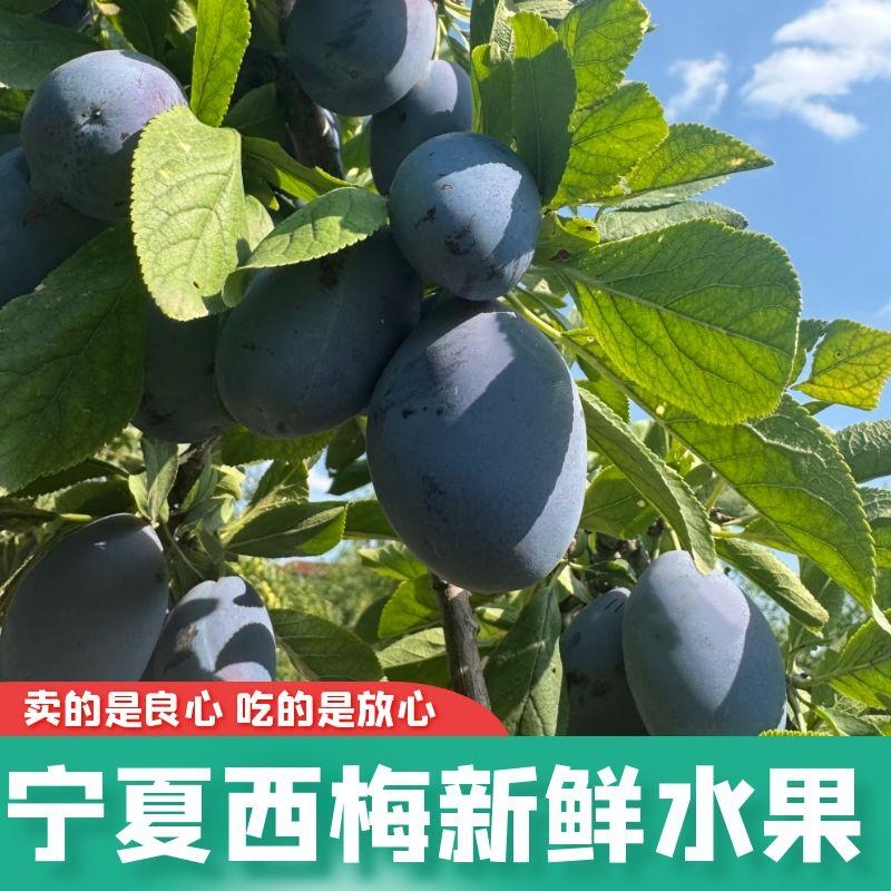 塞外寻味蓝蜜西梅宁夏产地新鲜应季水果爆甜多汁