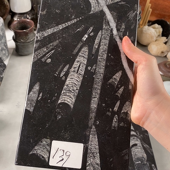 大***。角石菊石化石茶盘干泡台