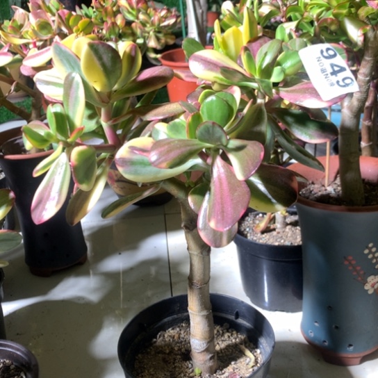 晚*949老花脱土发货