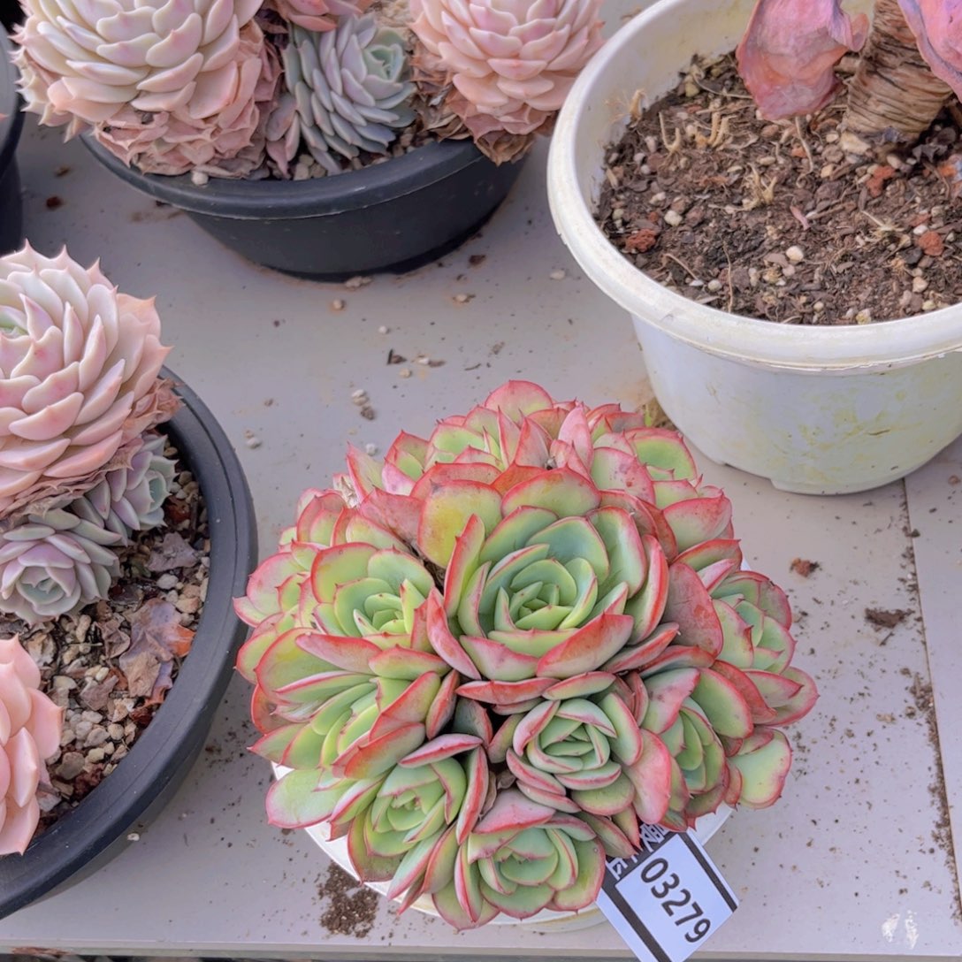 牡丹亭多肉植物03279