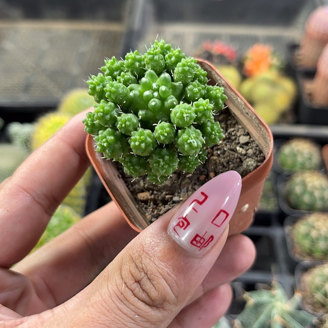 绿鸟单头发货有根