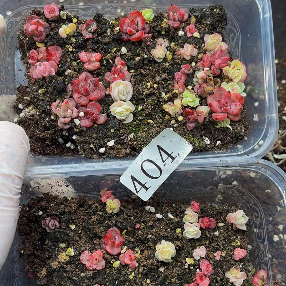 多肉植物多肉植物404不包损