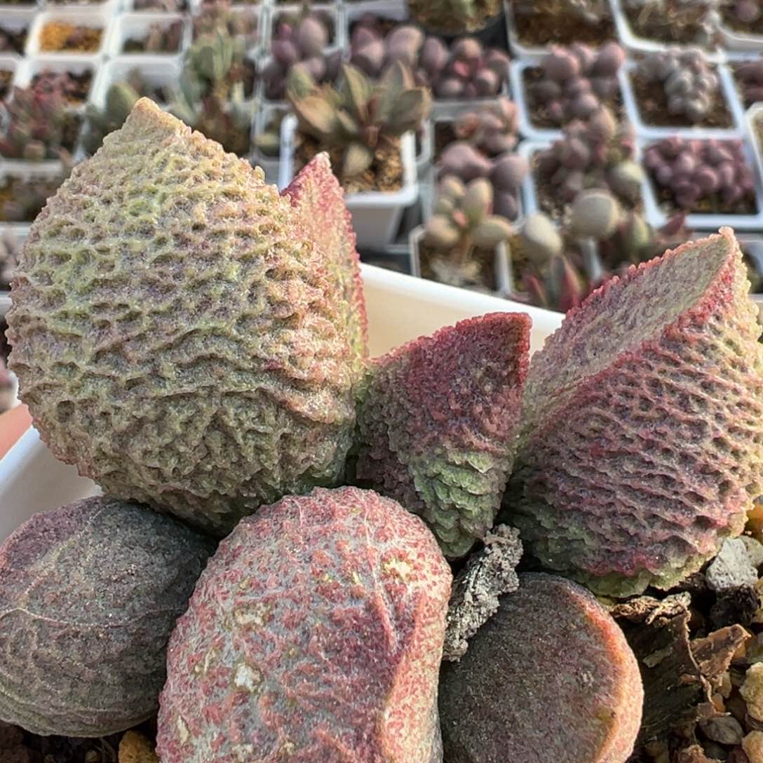 巨猪宝多头纯木质桩多肉植物