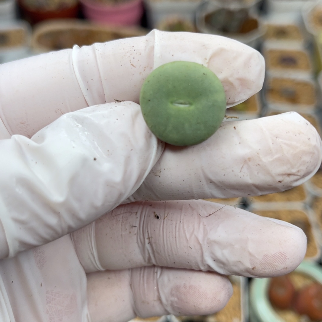 多肉植物一物一拍16