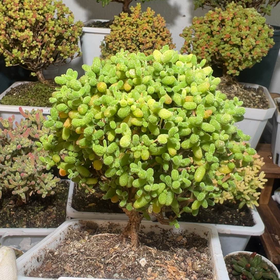 D3048金桔提根一物一拍