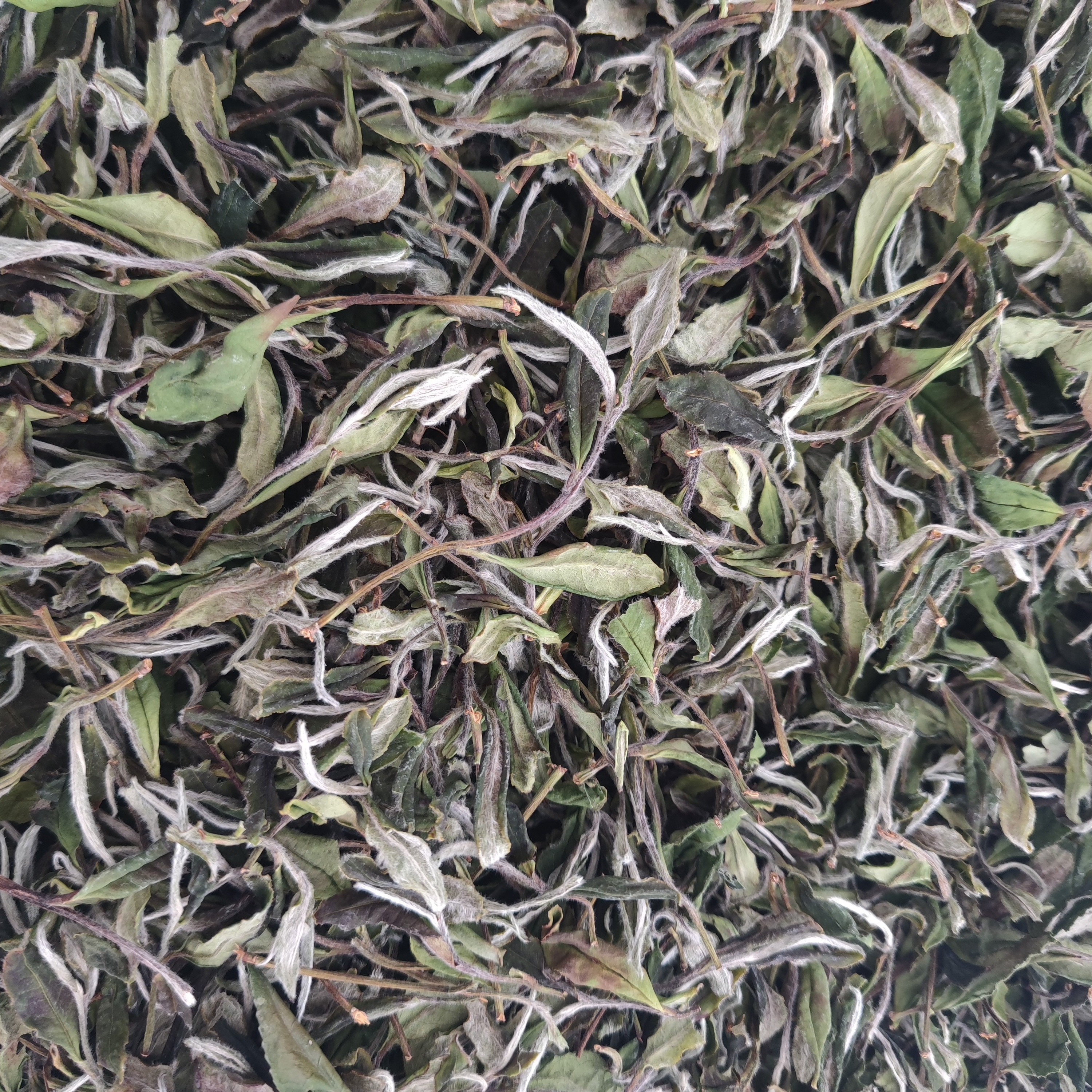 2025年荒野老枞 梗香甜牡丹