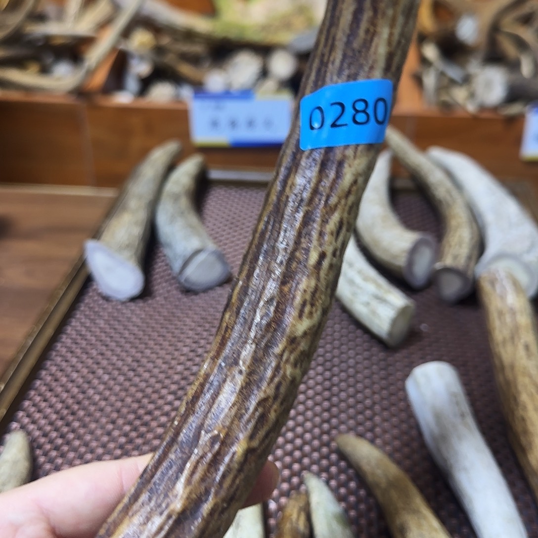 鹿骨手串/手链角尖0280