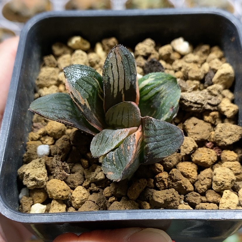 【闪购商品】118夜想之森