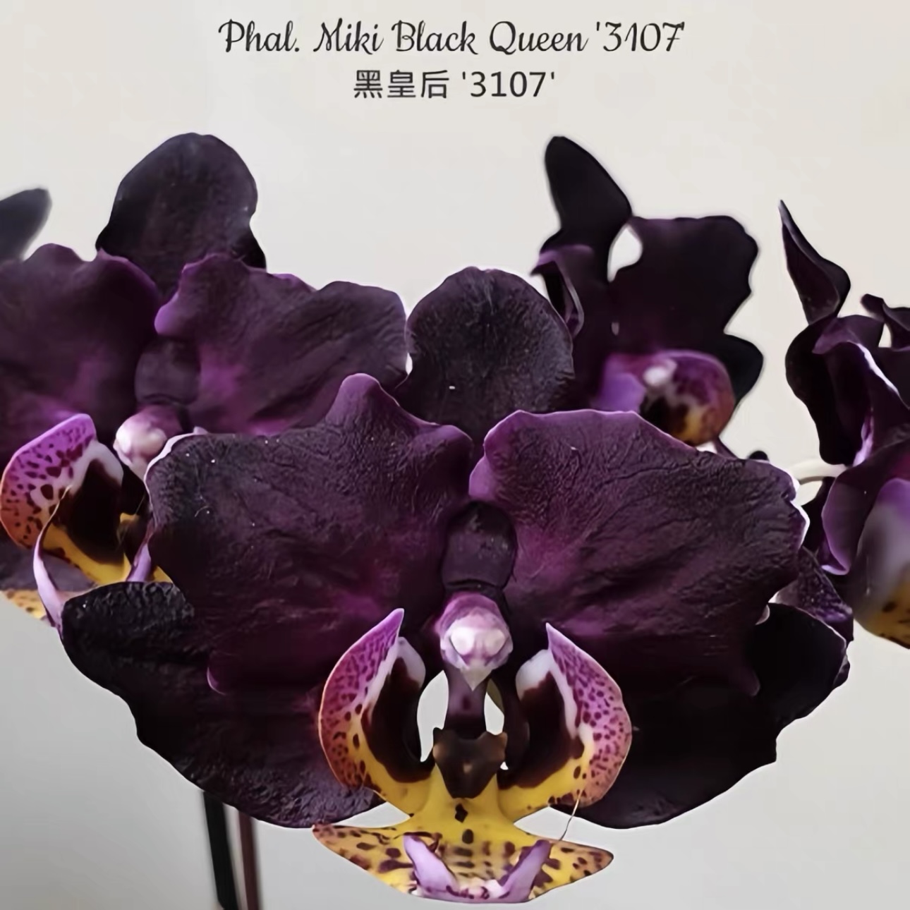 【黑皇后 '3107' 蝴蝶兰】台湾品种 基地直发蝴蝶兰