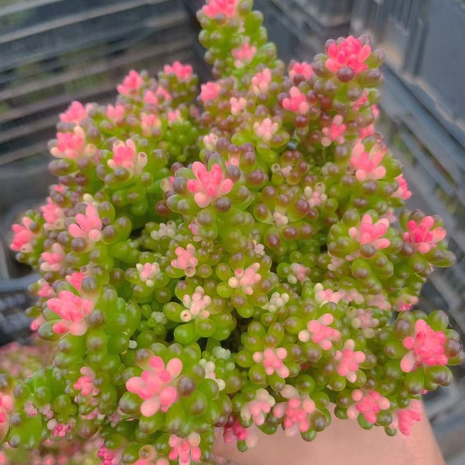 七彩龙珠 浆果锦-散桩 多肉植物 云南直发好养活 群生树桩肉肉