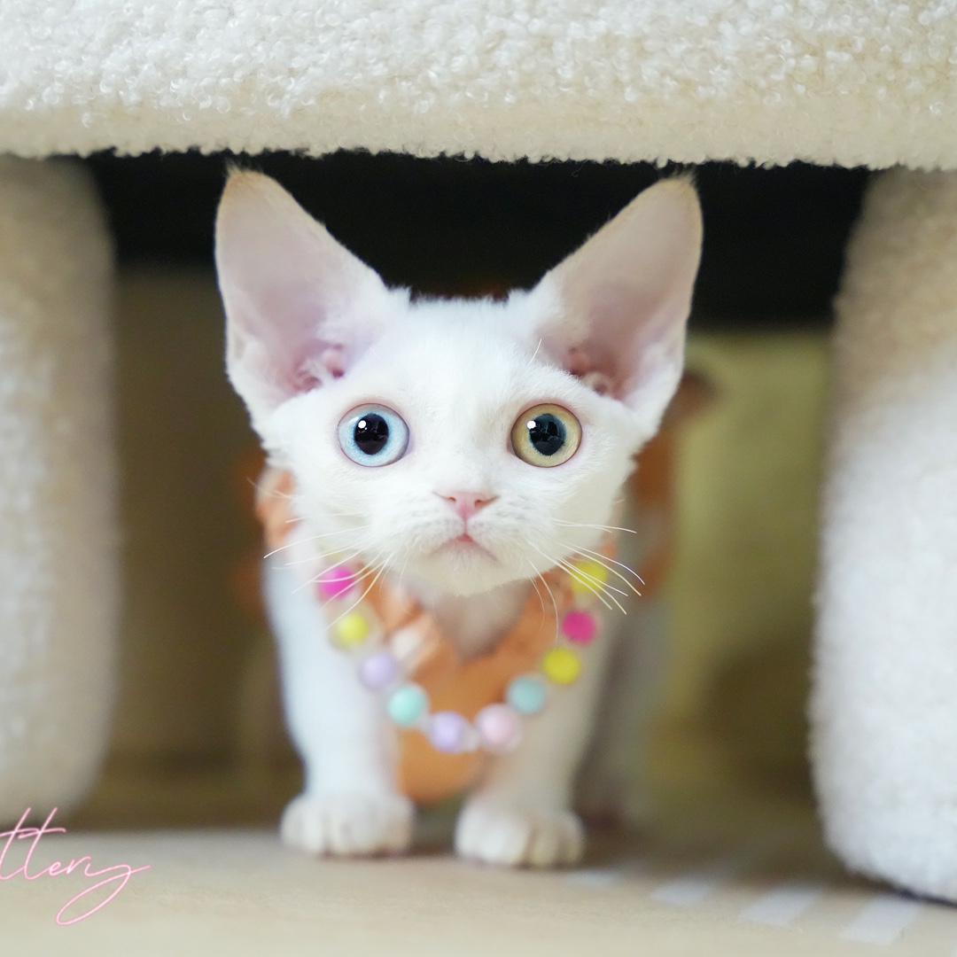大福家可爱粘人精德文小猫卷毛猫猫咪卷毛卷毛猫德文宠物猫活体
