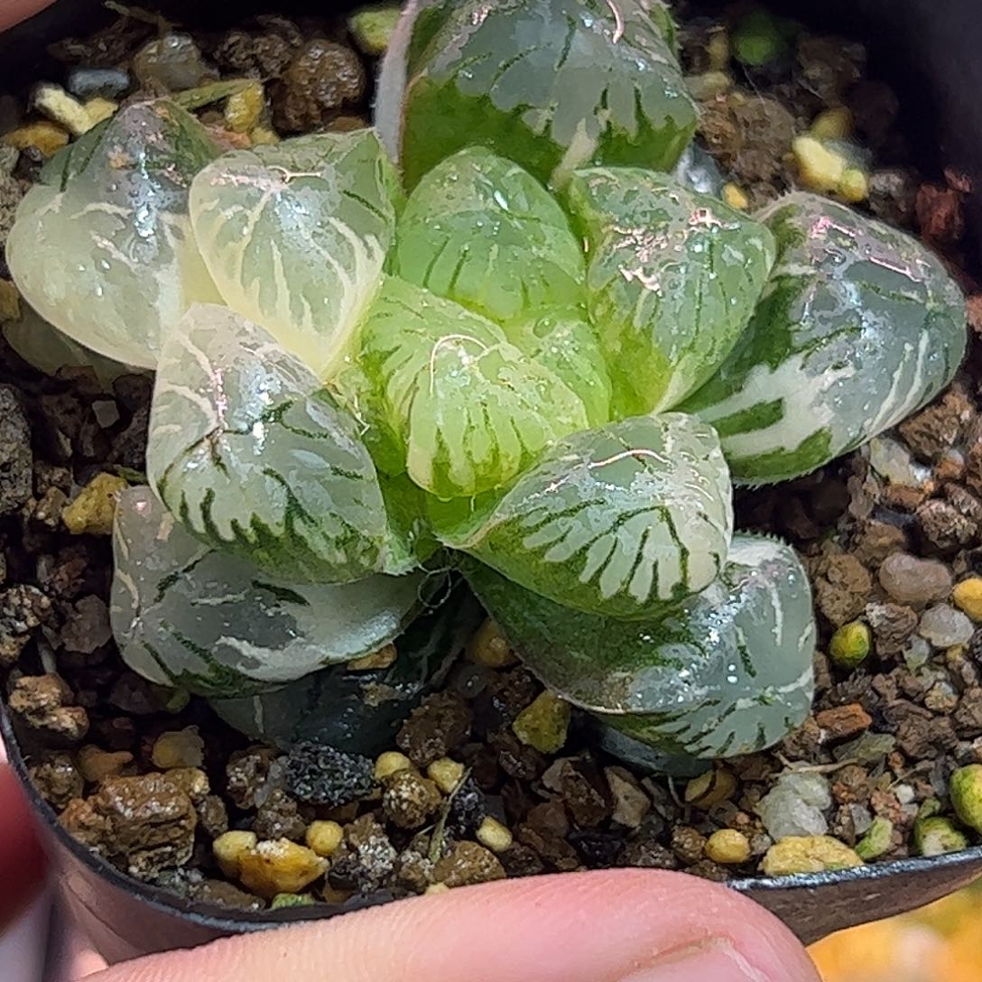 明珠锦十二卷多肉植物