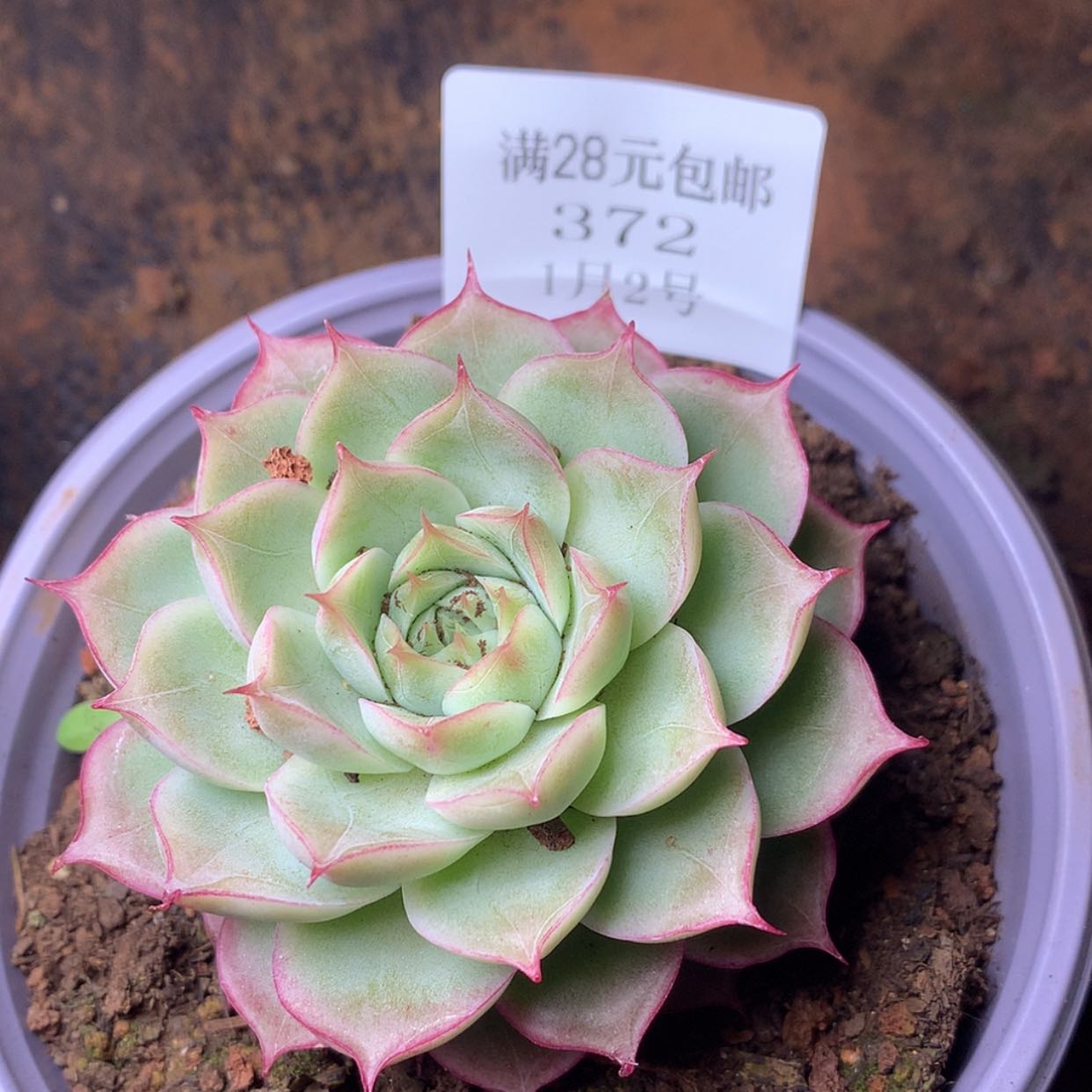 【闪购商品】云372号