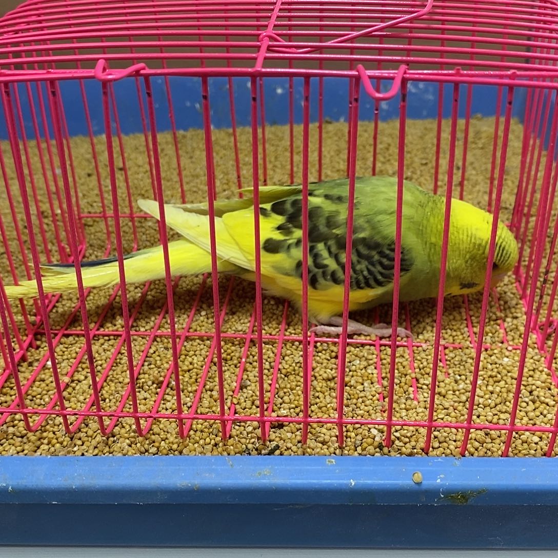 虎皮鹦鹉大头虎皮