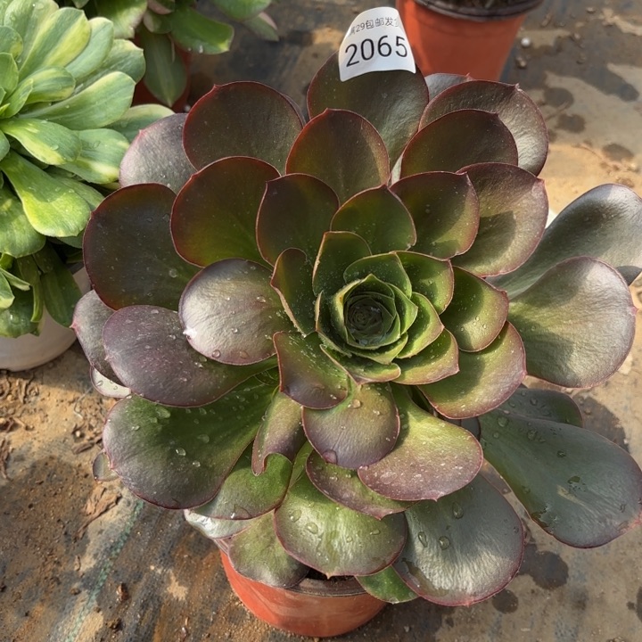 魅金玫瑰多肉法师2065