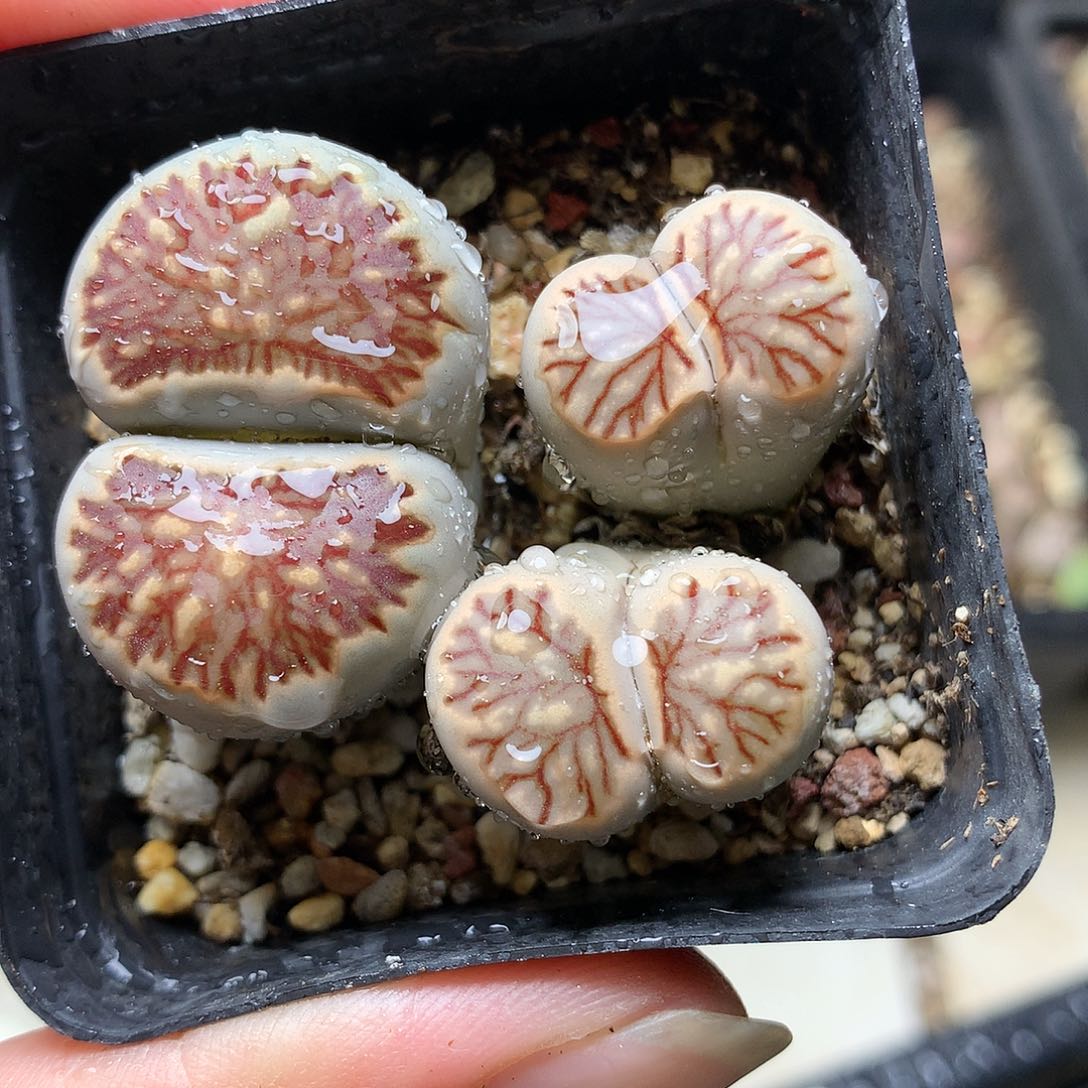 G105多肉植物保护研究所