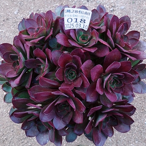 3.10-18魅金多肉植物