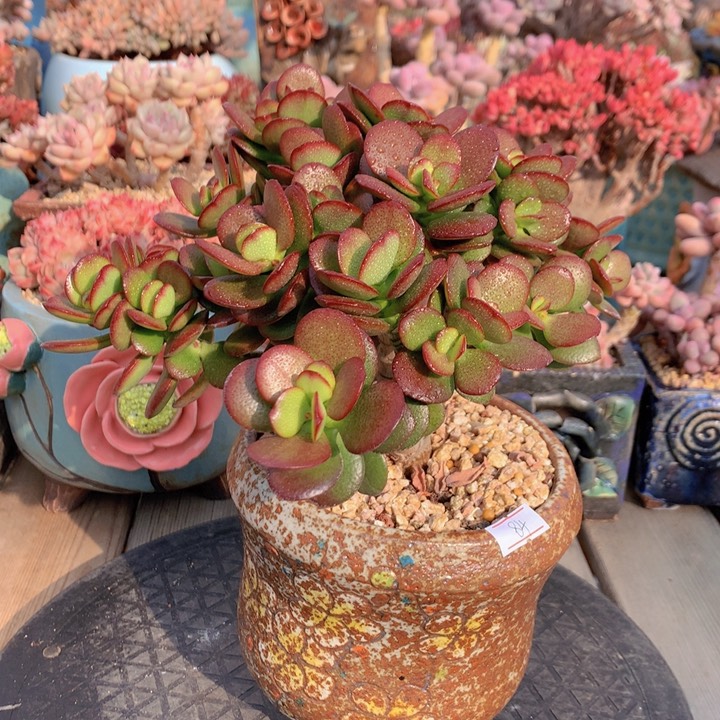 一物一拍脱土洛根发货84