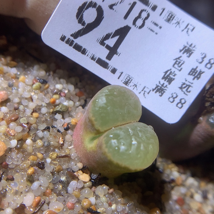 精品生石花218.94磁铁