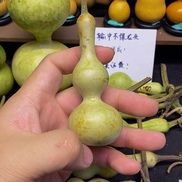 匠*长嘴哈哈哈哈哈哈哈哈哈哈哈太