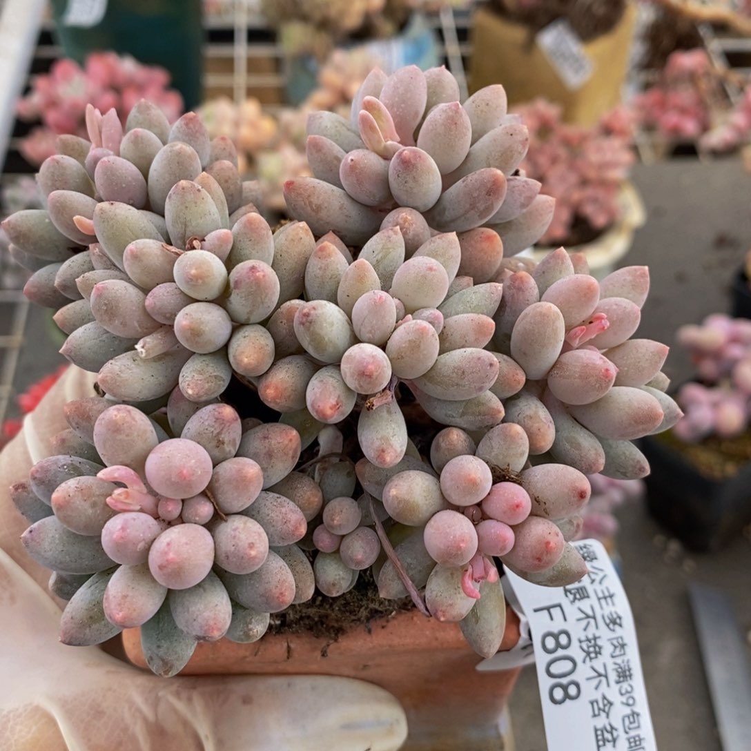 婴儿手指808/8c m