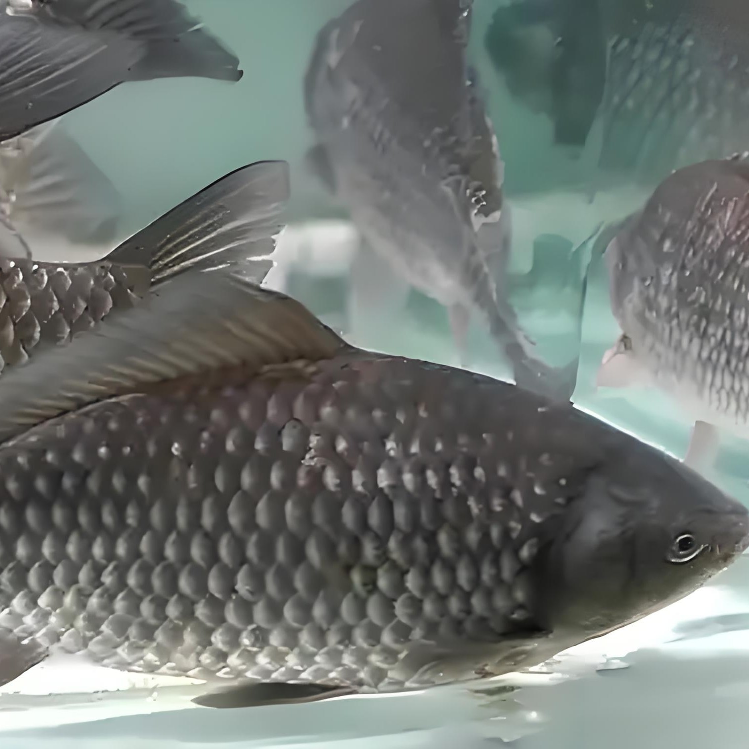 鲜活鲫鱼约400-450g鲫鱼同城送