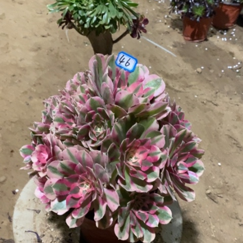 粉女巫捧花一物一拍
