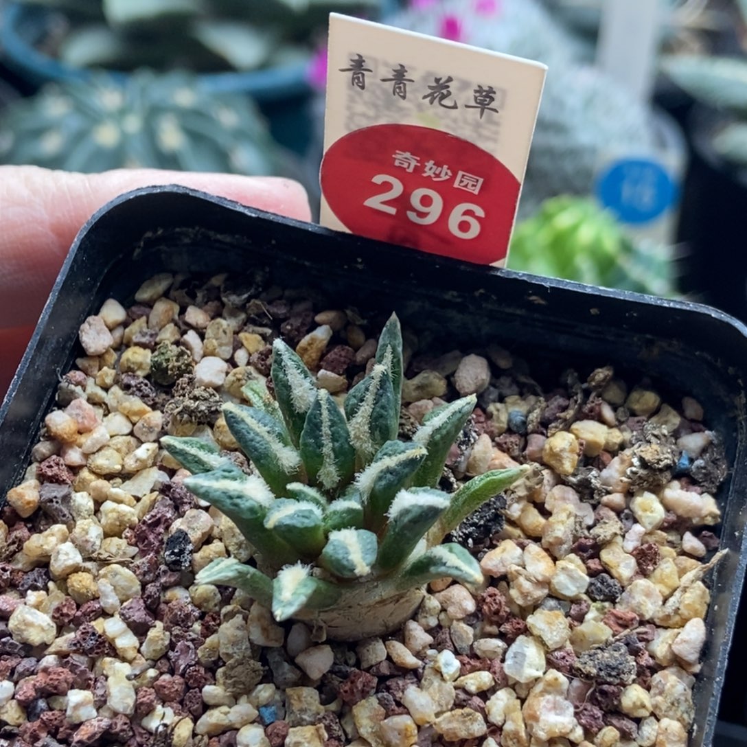 实生黑牡丹3.6cm一棵