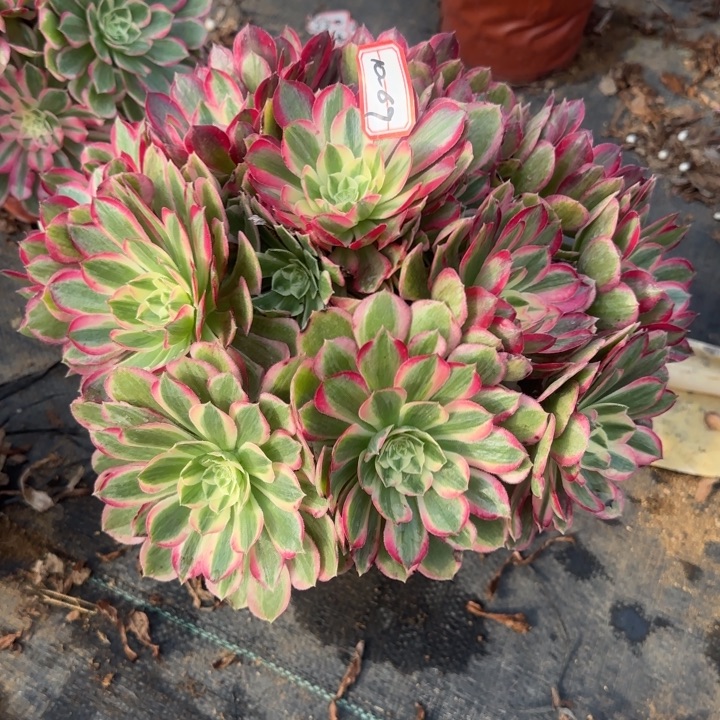 10-69孔雀翎多肉不包售后