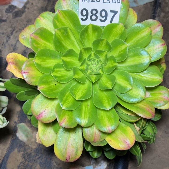 9897南琉璃多肉植物