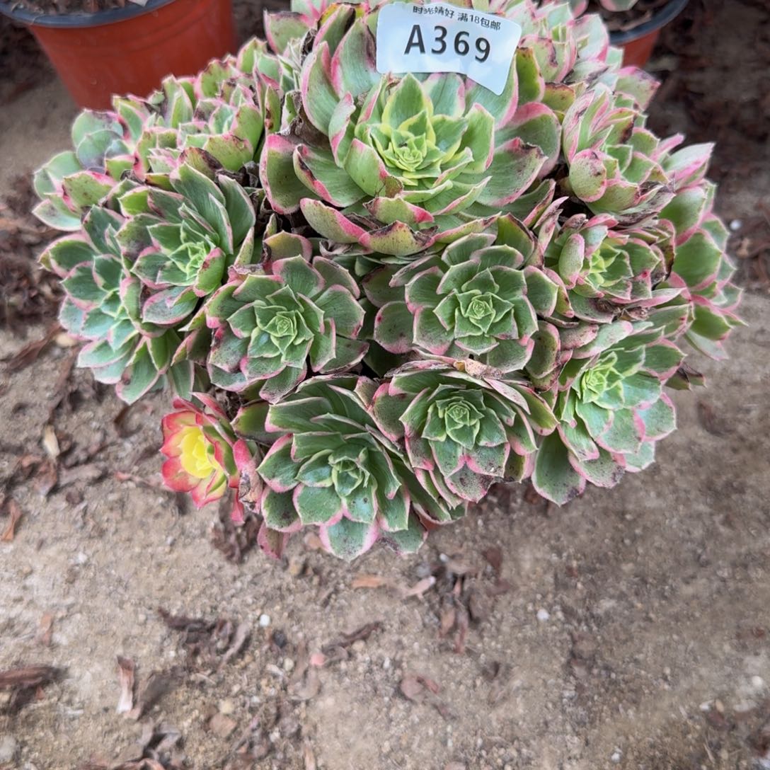 368水蜜桃。多肉植物