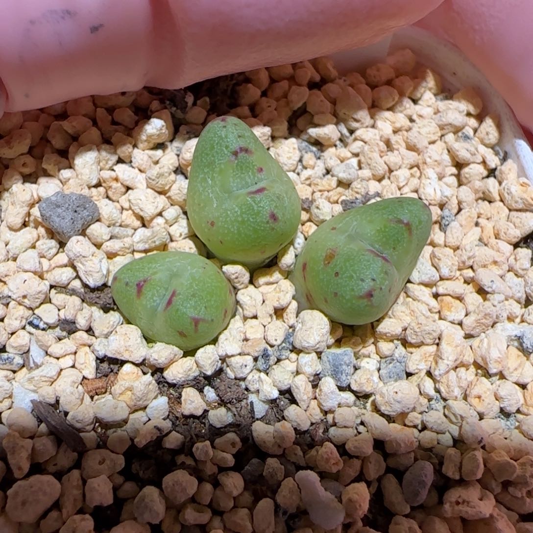 肉锥多肉植物百科-531
