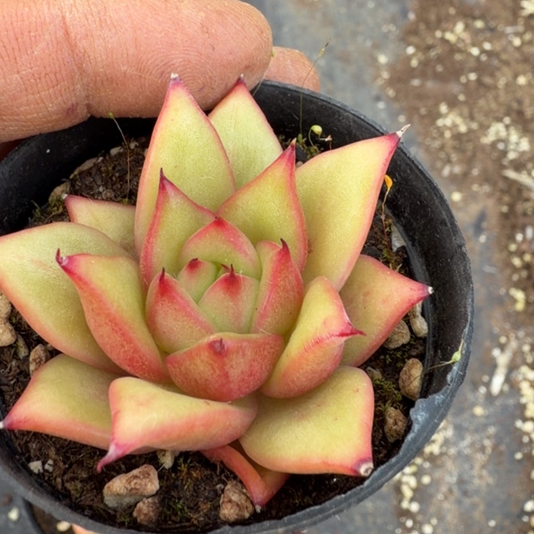 多肉杂交一物一拍24-18