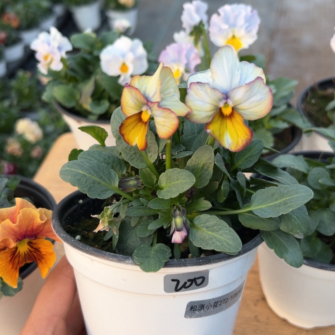 红陶抖音威笑闪拍200