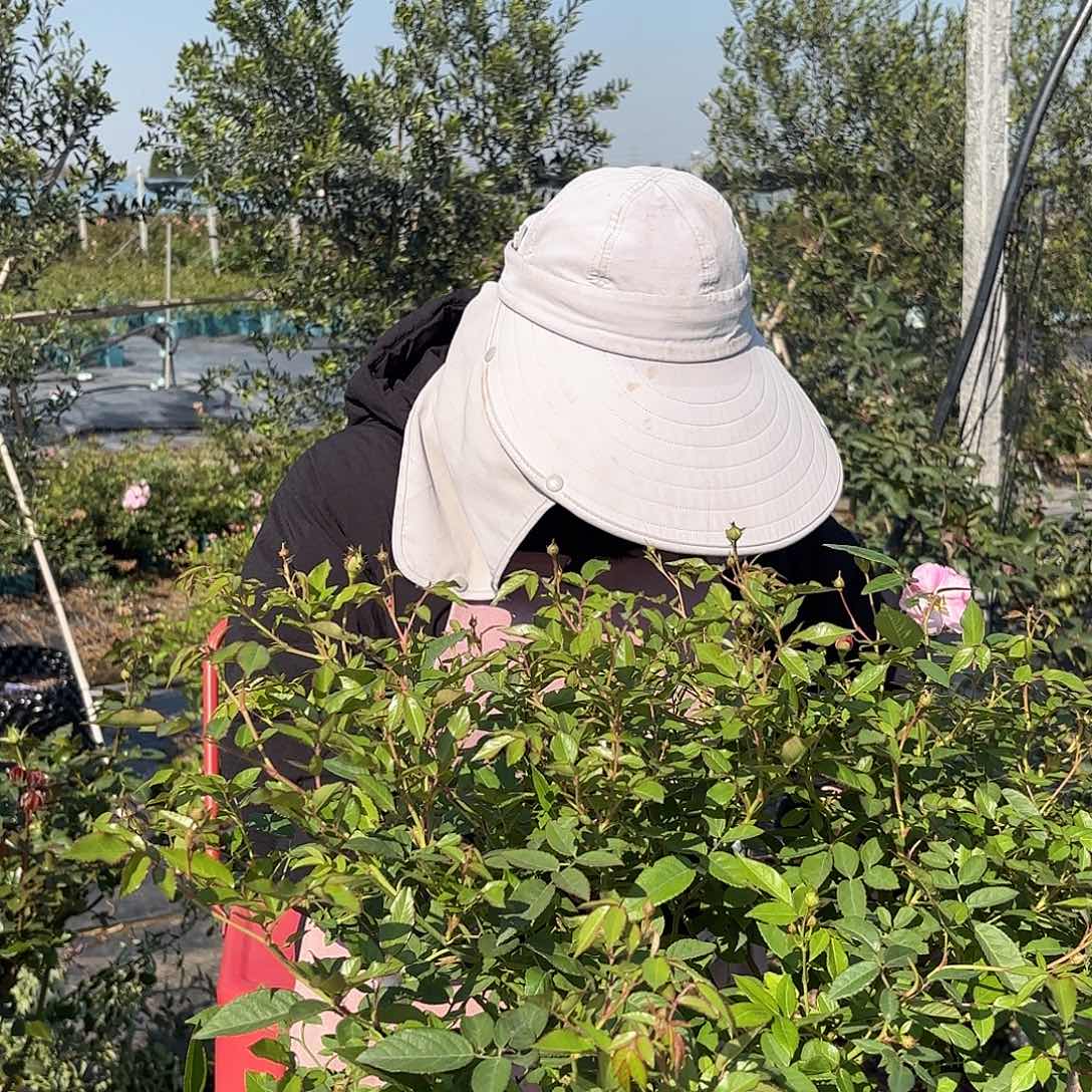 玛姬婶婶1.5加仑扦插