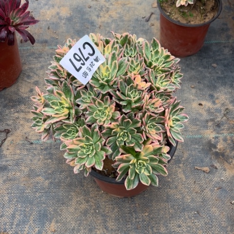 767甜茶不包断枝