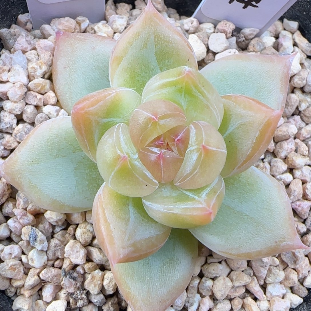 099  兰棹   5厘米盆