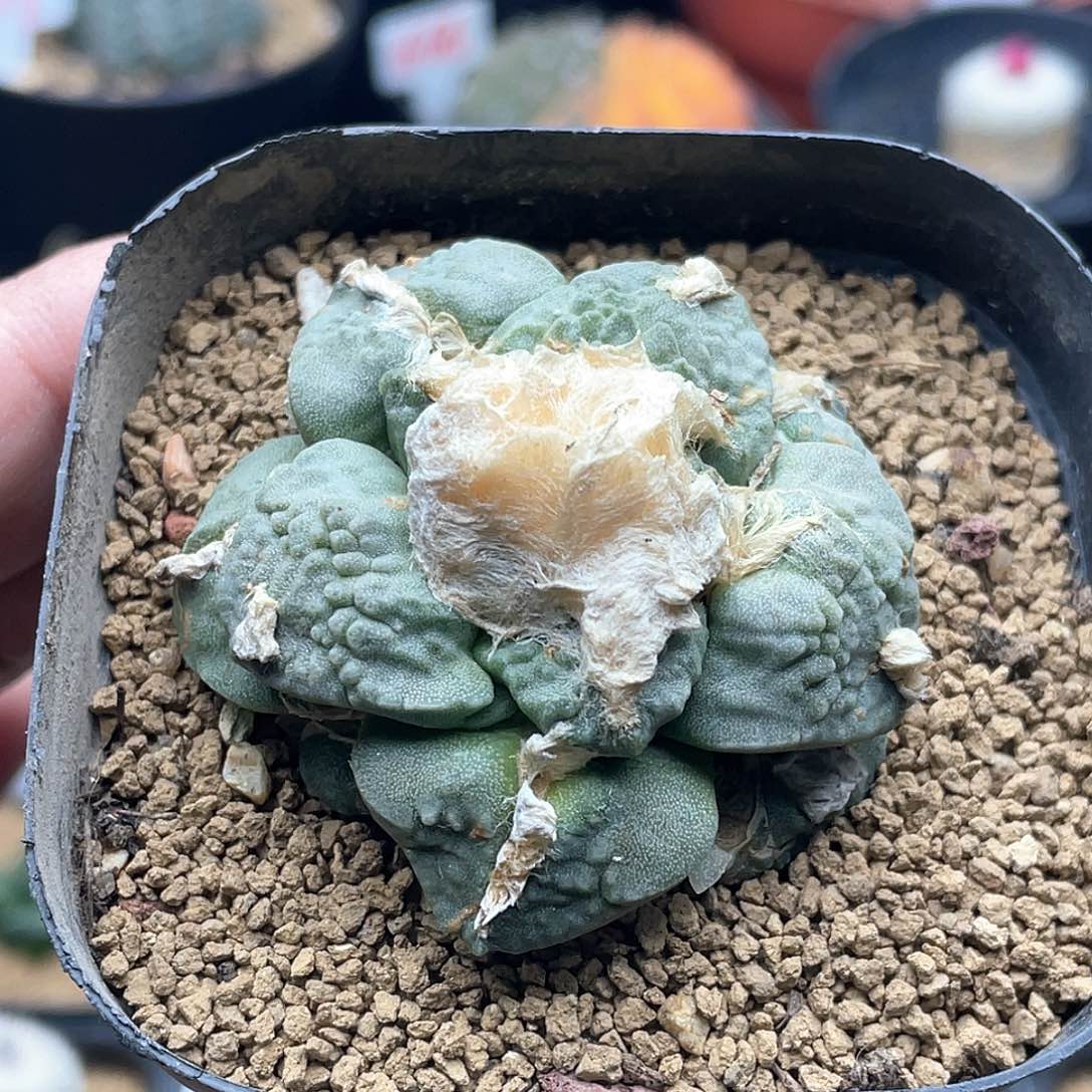 趴叶菜花牡丹仙人球