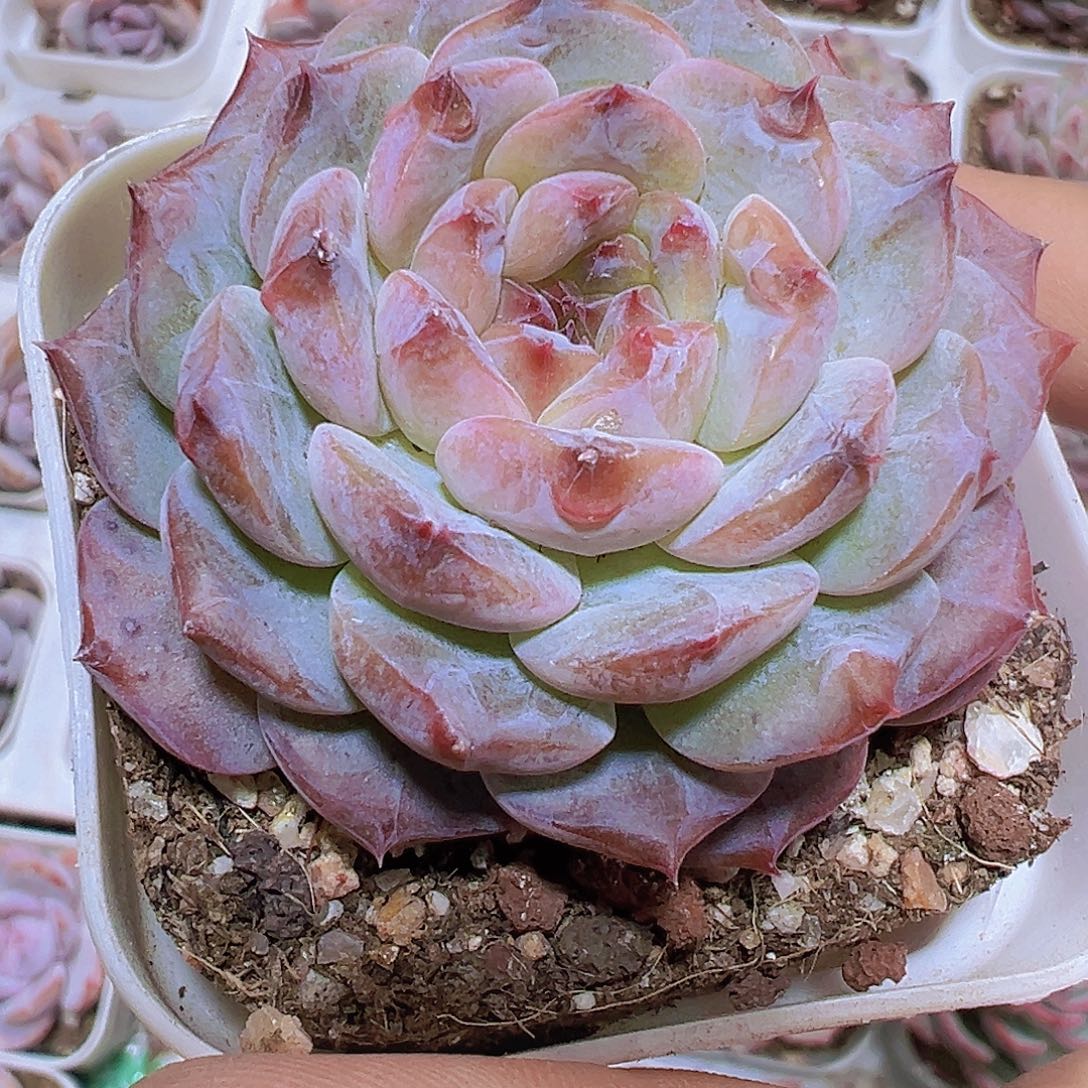 云塔19包邮多肉植物