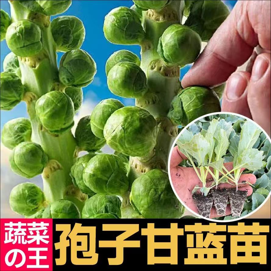 新鲜孢子头甘蓝四季小包菜卷心蔬菜秧苗