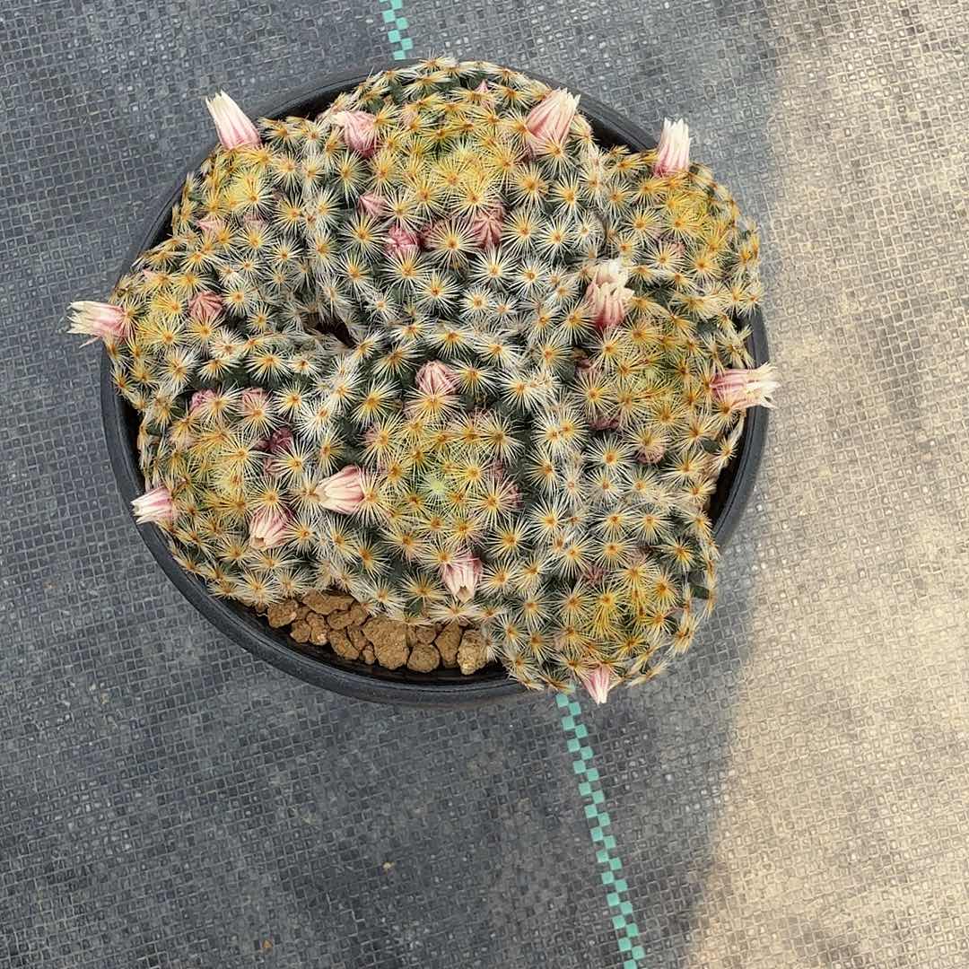 甜***希实生明星脱土发货