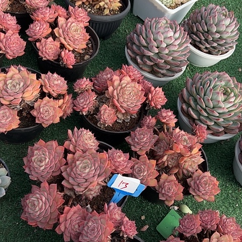 13玛格一脱土多肉