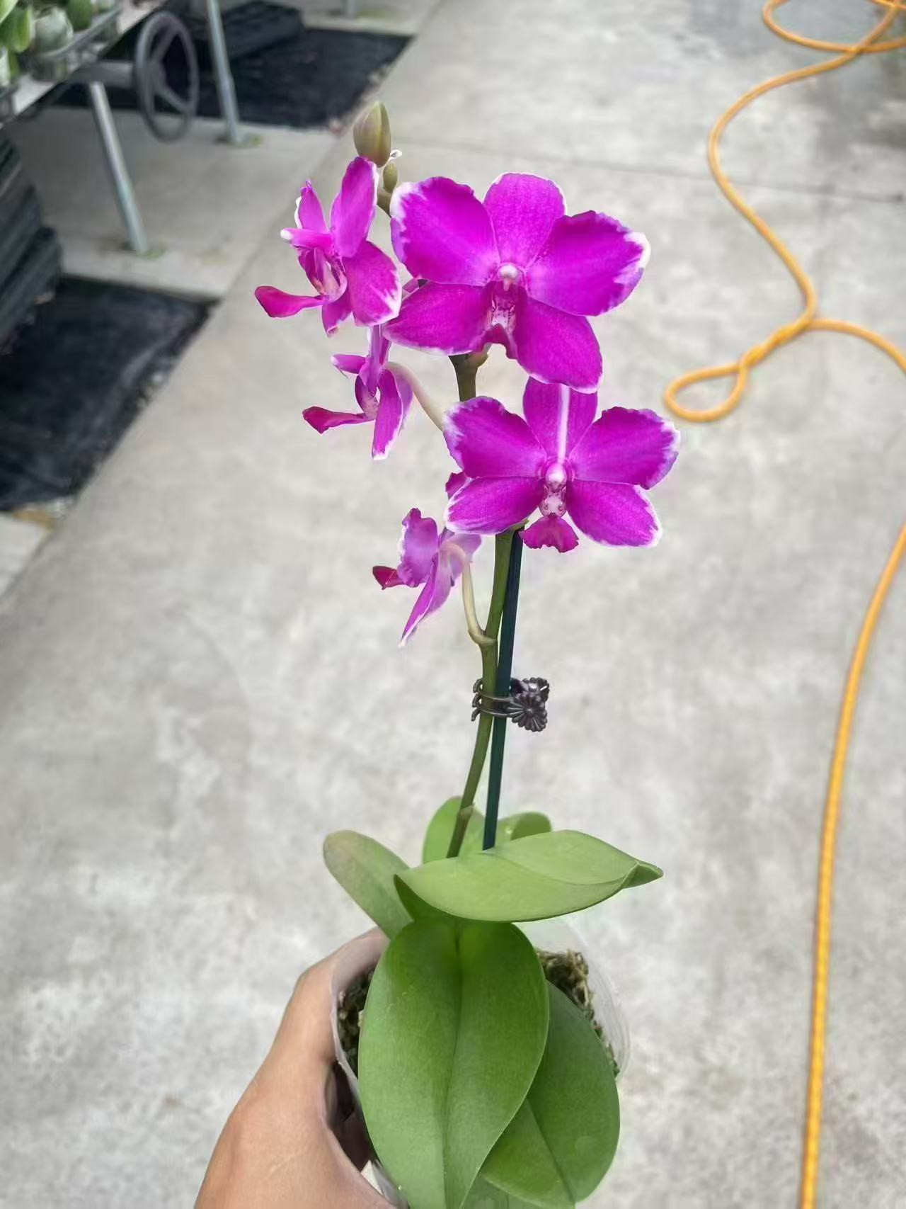 小红裙蝴蝶兰，单颗有掉花，