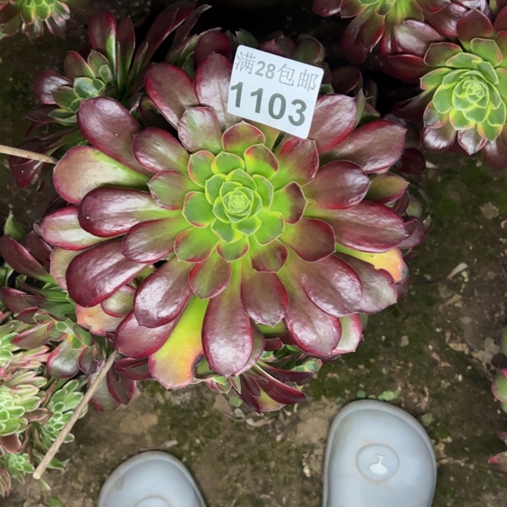 1103荷兰玫瑰锦多肉植物